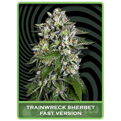 Trainwreck Sherbet Fast, Фасовка: 3