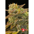 Gorilla bud Auto, Фасовка: 10