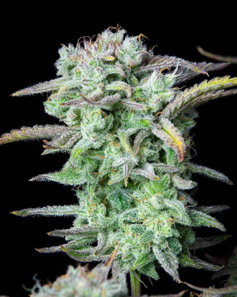 Strawberry Banana Auto, Фасовка: 1, изображение 5