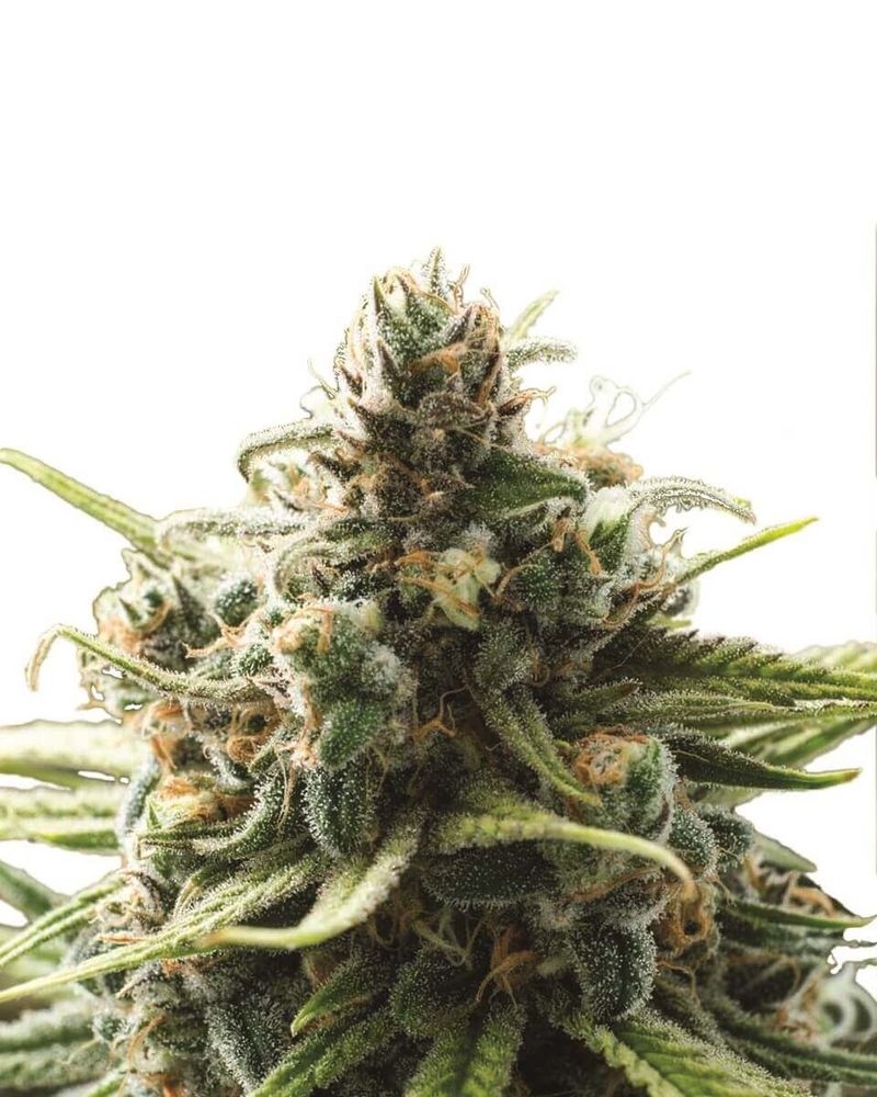 B-52, Фасовка: 3