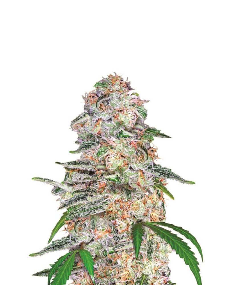 Blue Dream, Фасовка: 3