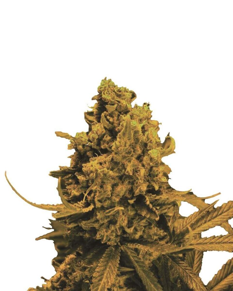 Blueberry Kush Auto, Фасовка: 3