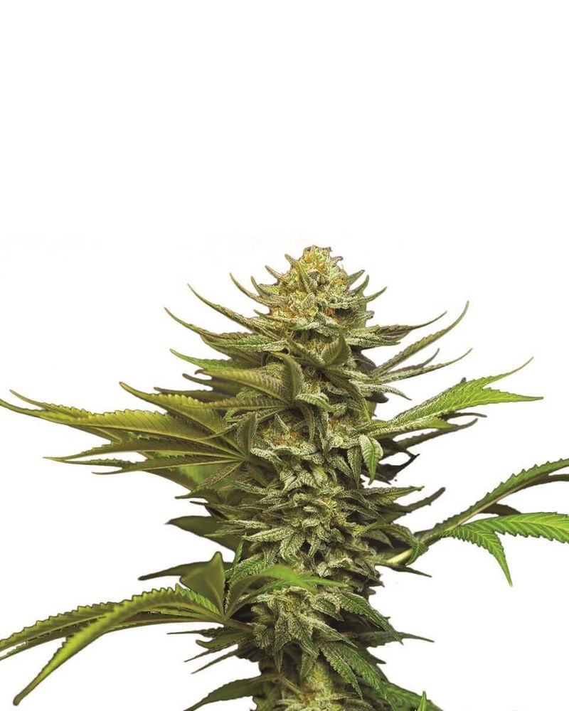 Girl Scout Cookies Auto, Фасовка: 5