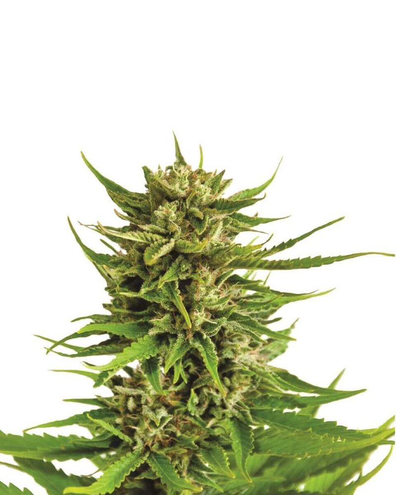 K-2, Фасовка: 3