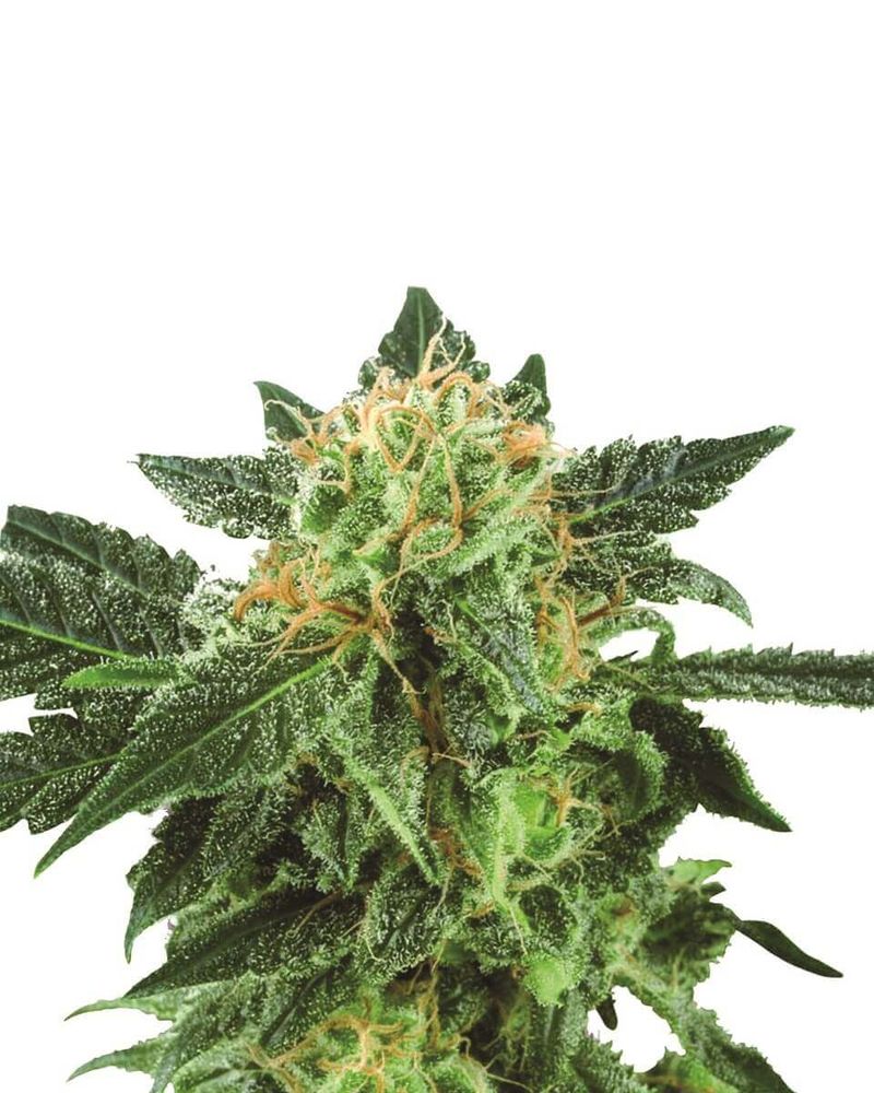 Short Rider Auto, Фасовка: 3