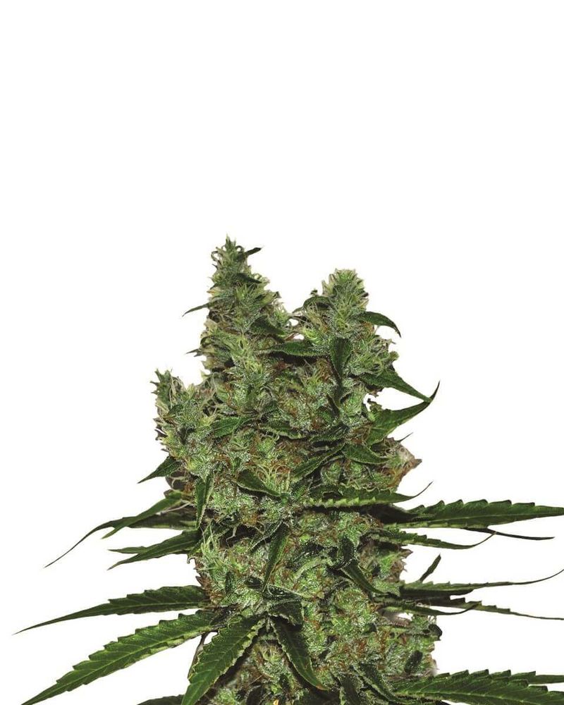 Somango XXL, Фасовка: 3