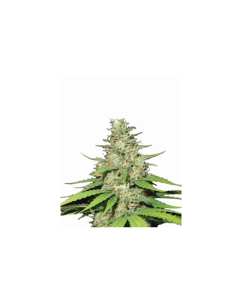 Top-44, Фасовка: 3