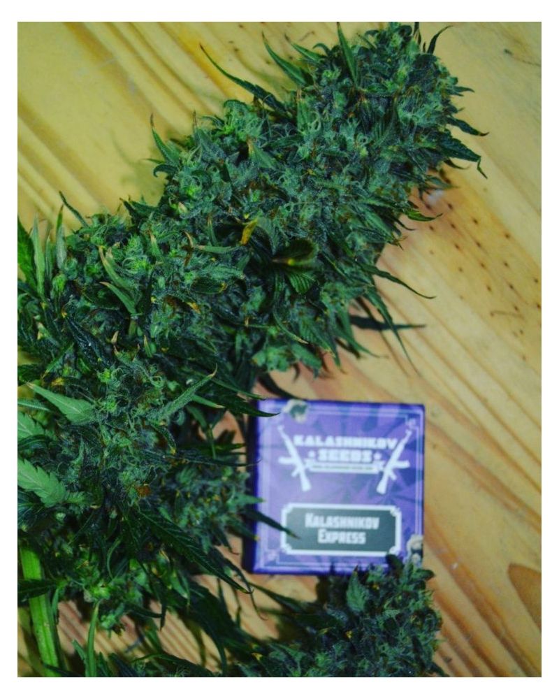 Kalashnikov  Express, Фасовка: 5, изображение 6