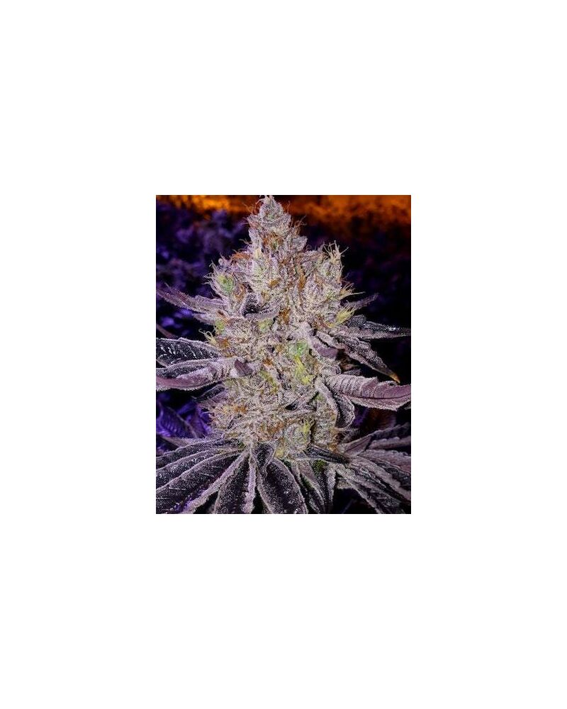 Ethos Apex F1 Regular, Фасовка: 8