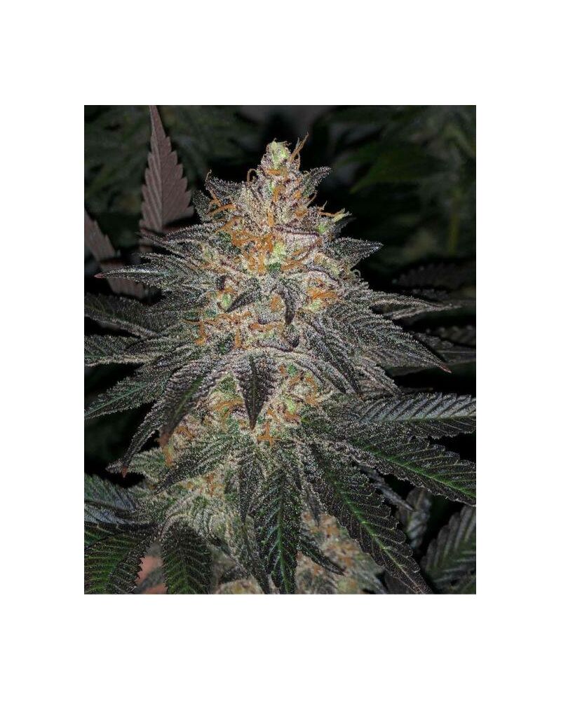 White Grapefruit Cookies #2 S1, Фасовка: 3