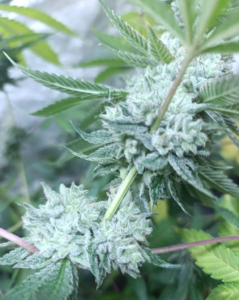 D18 Glue, Фасовка: 3