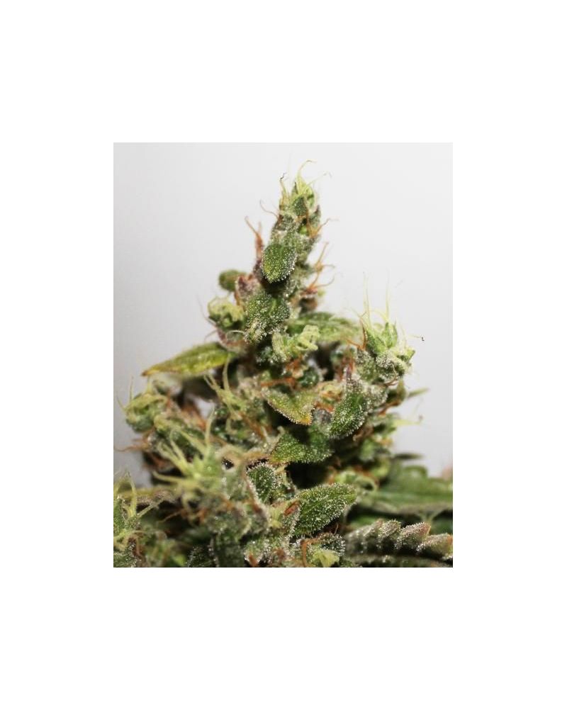 CBD Kush, Фасовка: 3, изображение 3