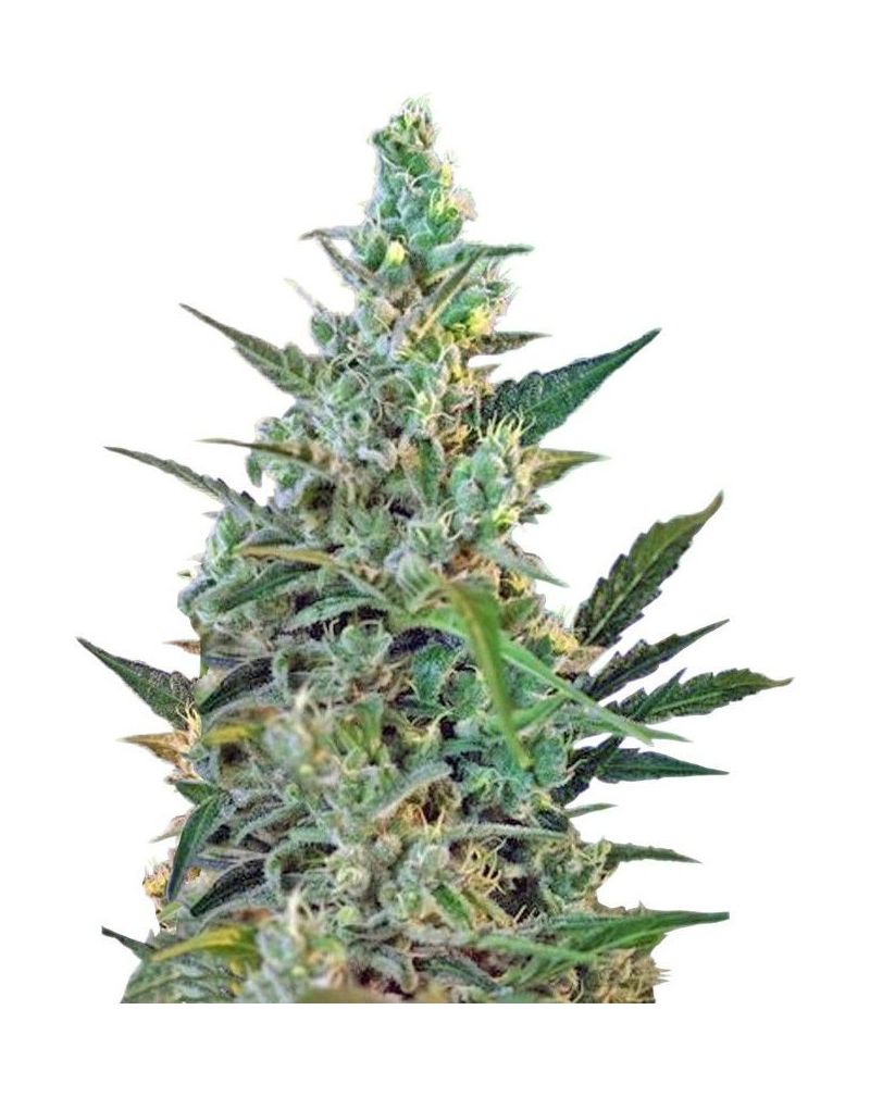 Sweet Skunk Auto, Фасовка: 1