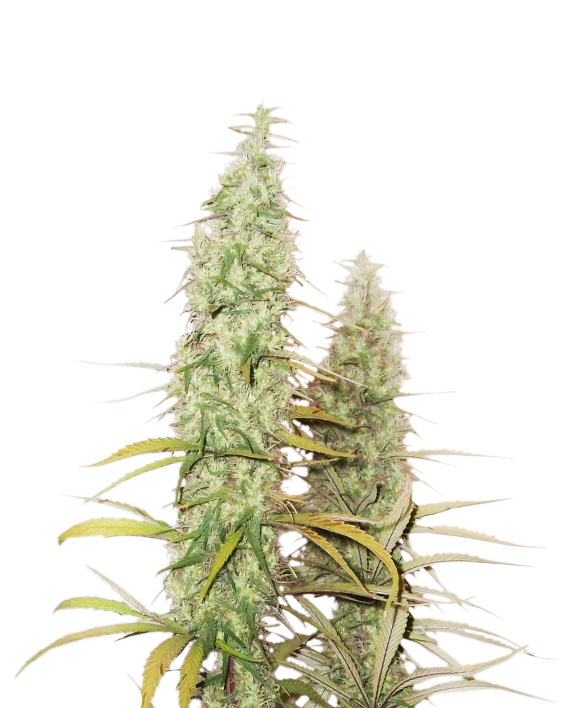 Santa Marta Haze Auto, Фасовка: 1