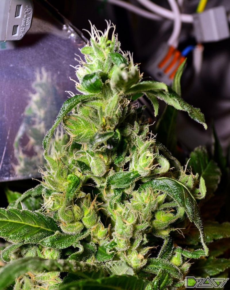 Acapulco Gold, Фасовка: 3, изображение 2