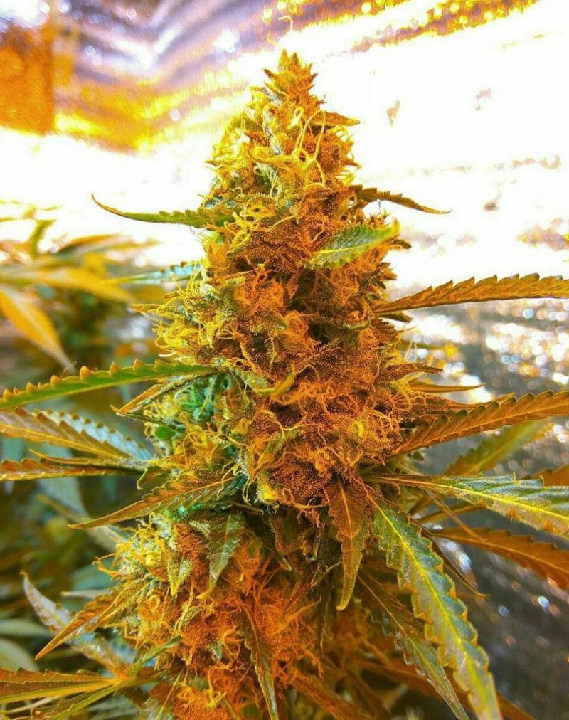 Shut Up, Фасовка: 10, изображение 2