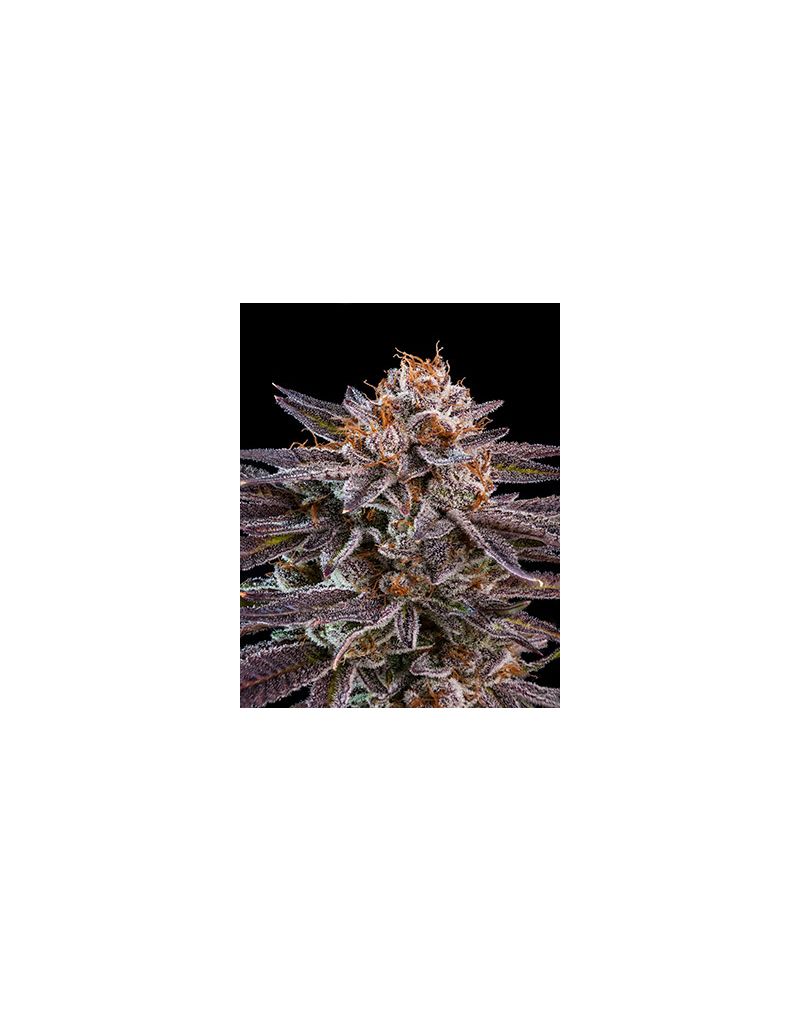 OMG, Фасовка: 5