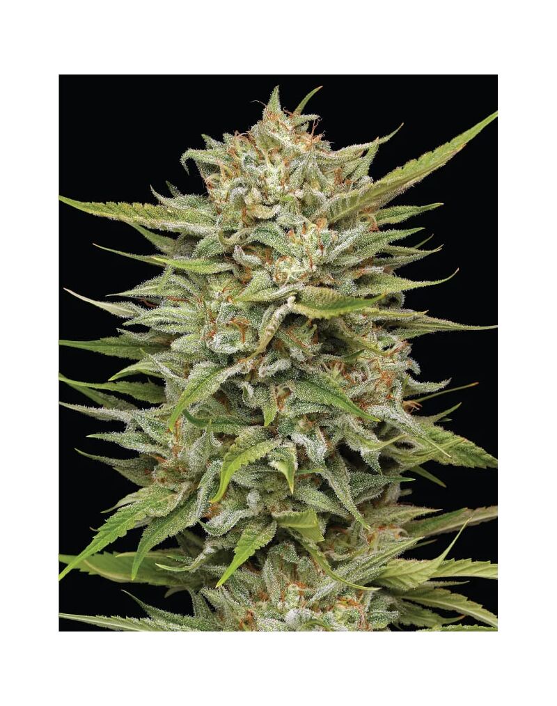 OG Kush Auto, Фасовка: 3, изображение 2