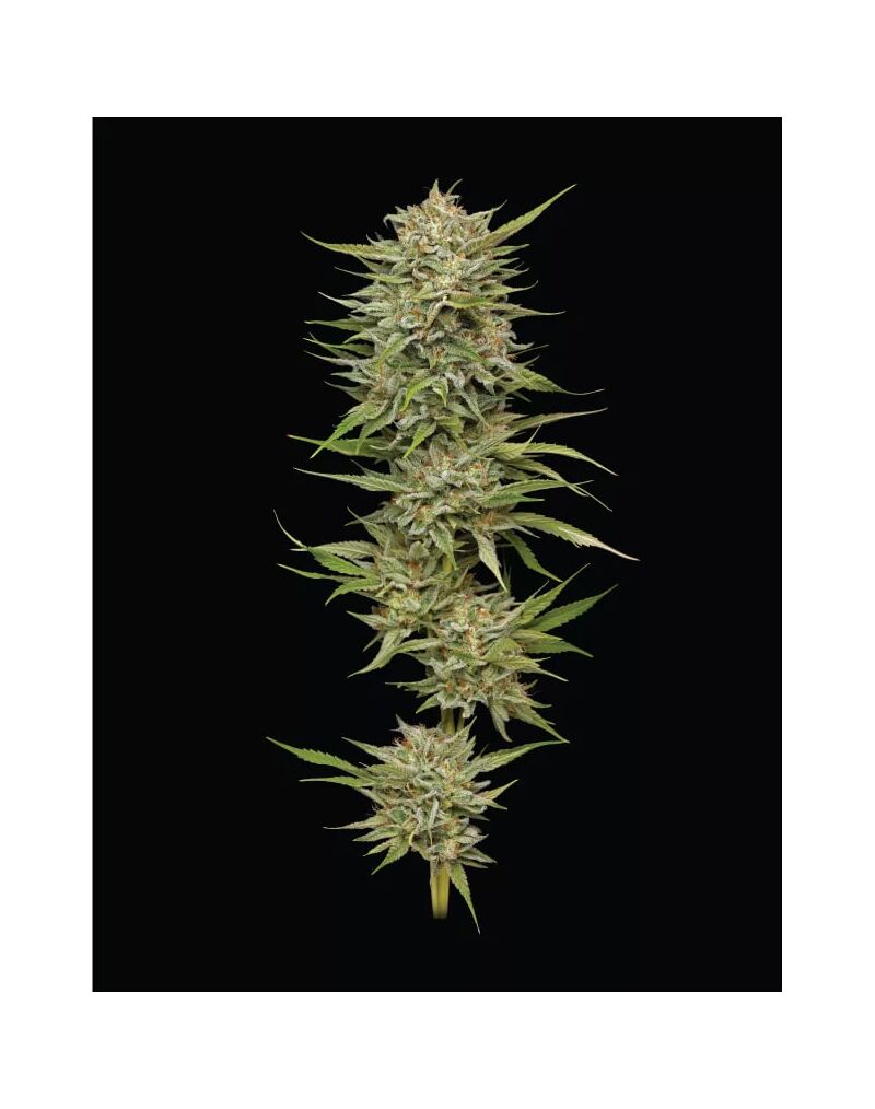 OG Kush Auto, Фасовка: 3, изображение 4