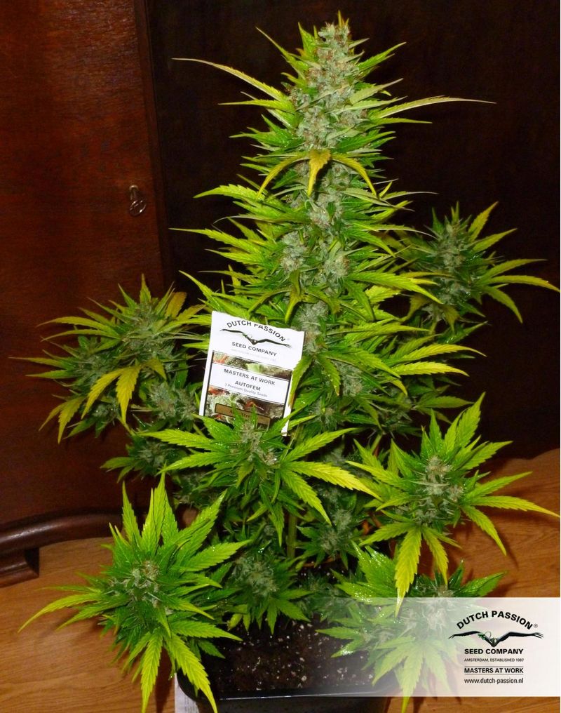 Xtreme Auto, Фасовка: 1, изображение 2