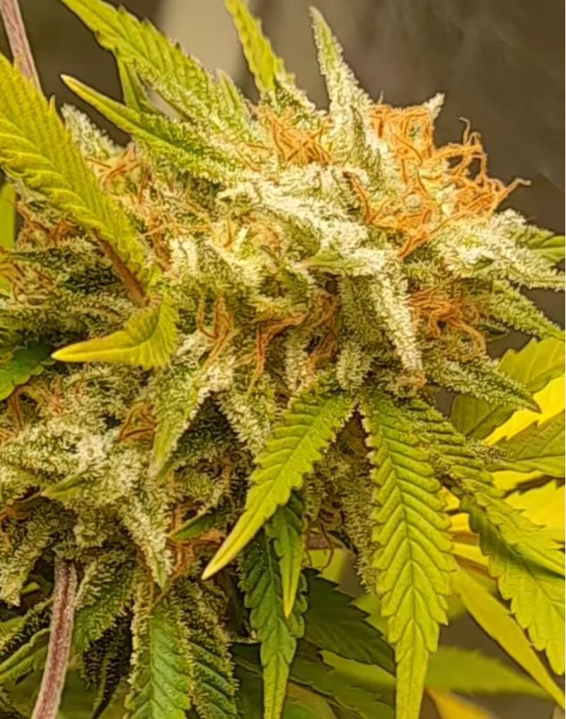 Big Band, Фасовка: 3, изображение 4