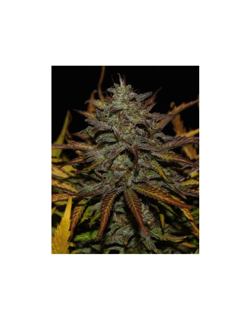 Auto Cheese (X), Фасовка: 5