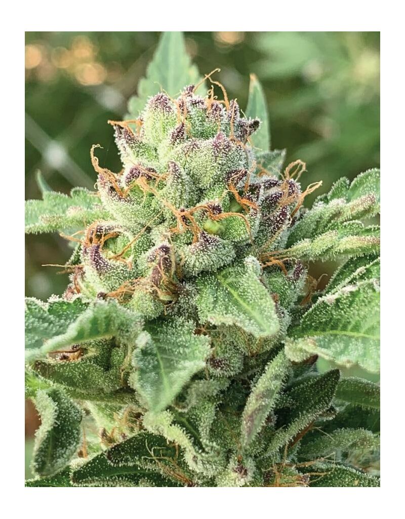 Apple Blossom, Фасовка: 3, изображение 4