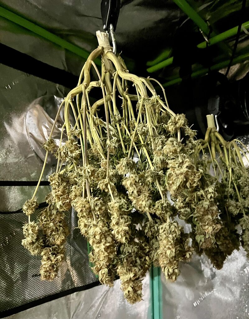 Acapulco Gold, Фасовка: 3, изображение 6