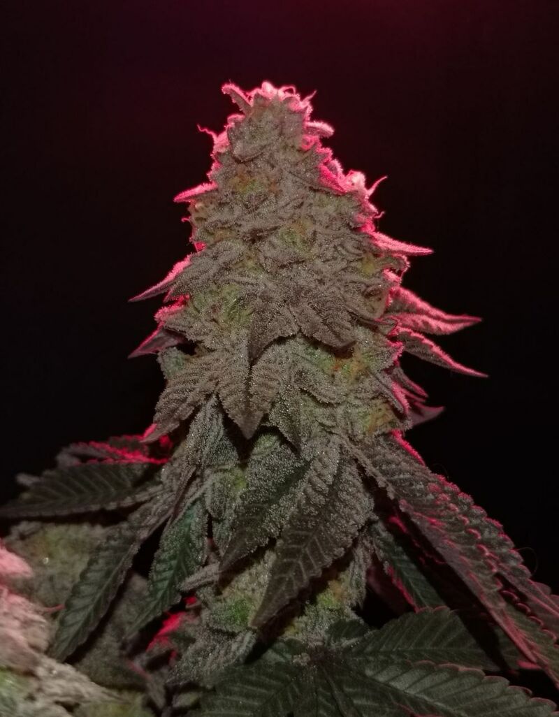 OMG, Фасовка: 5, изображение 3