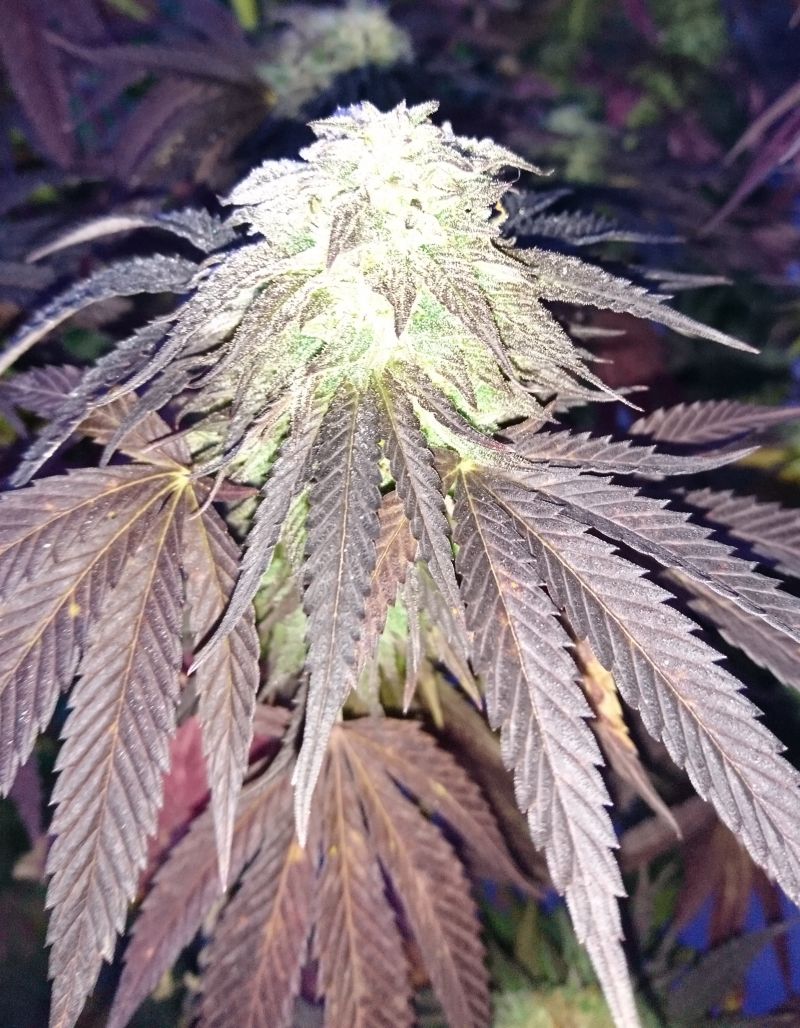 Mokum’s Tulip, Фасовка: 5, изображение 3