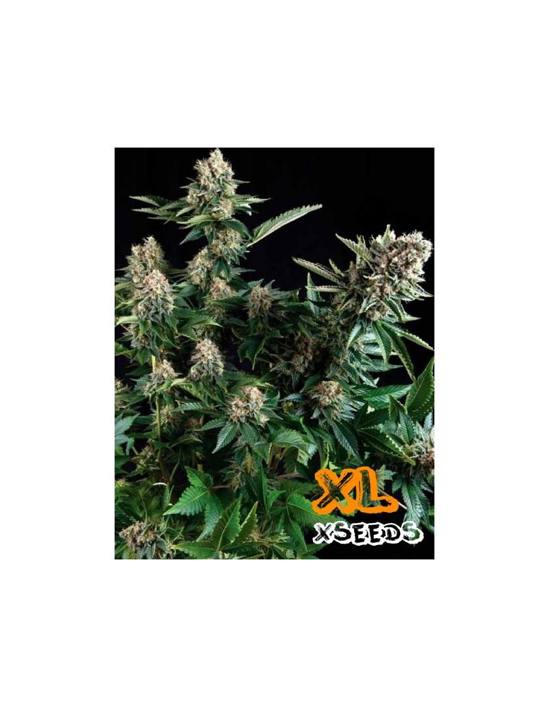 Automatic White Widow (X Seeds), Фасовка: 5