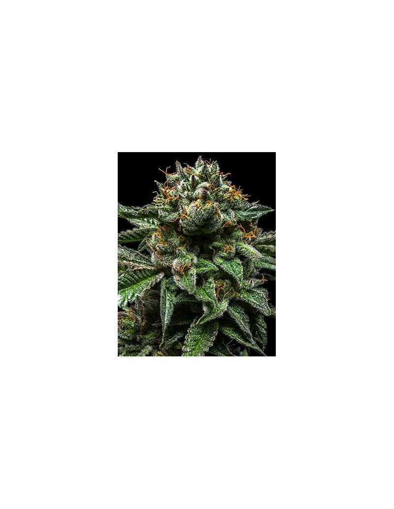 ChemPie, Фасовка: 5