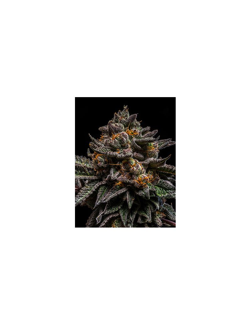 Brain Cake, Фасовка: 3