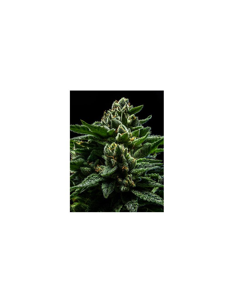 DO-G, Фасовка: 5