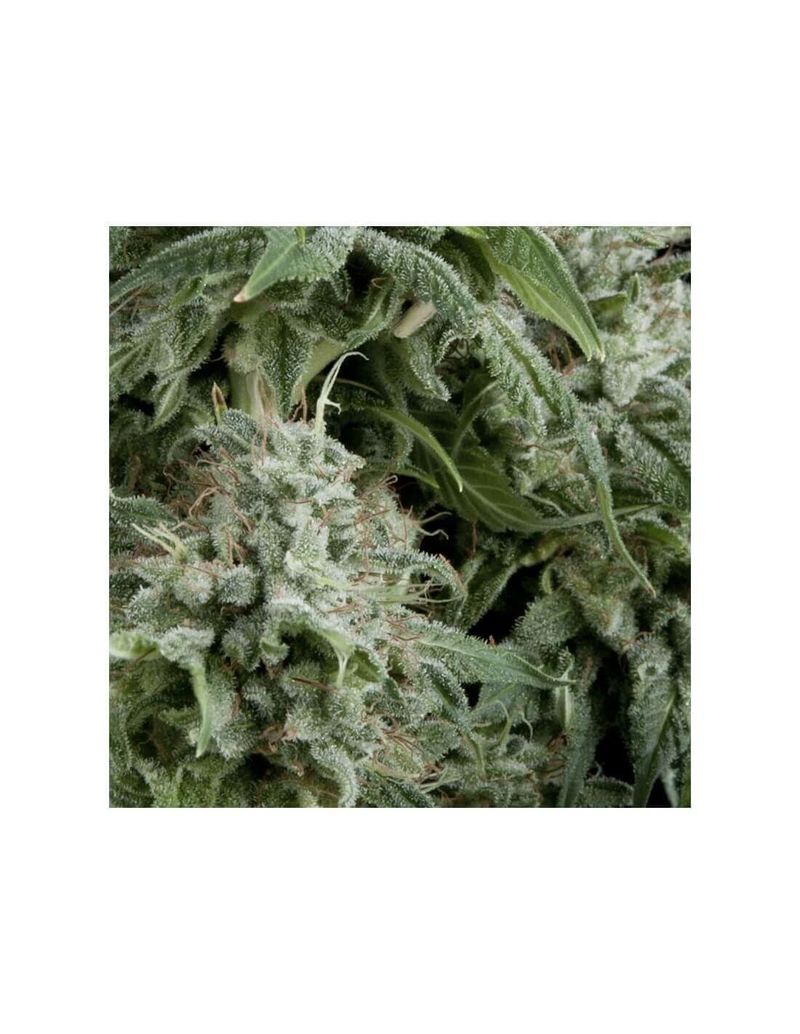 Northern Lights Auto CBD, Фасовка: 3+1