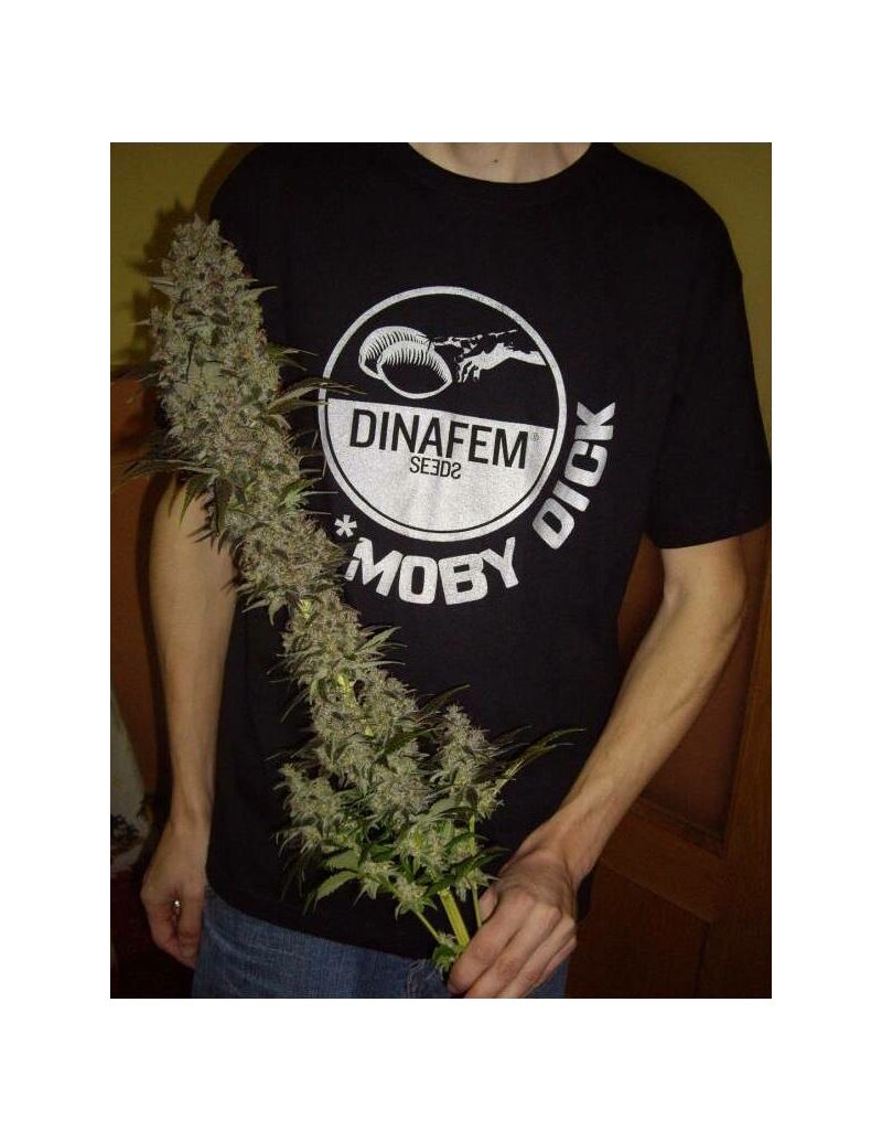 Футболка мужская, черная "Dinafem", Размер M, Фасовка: 1