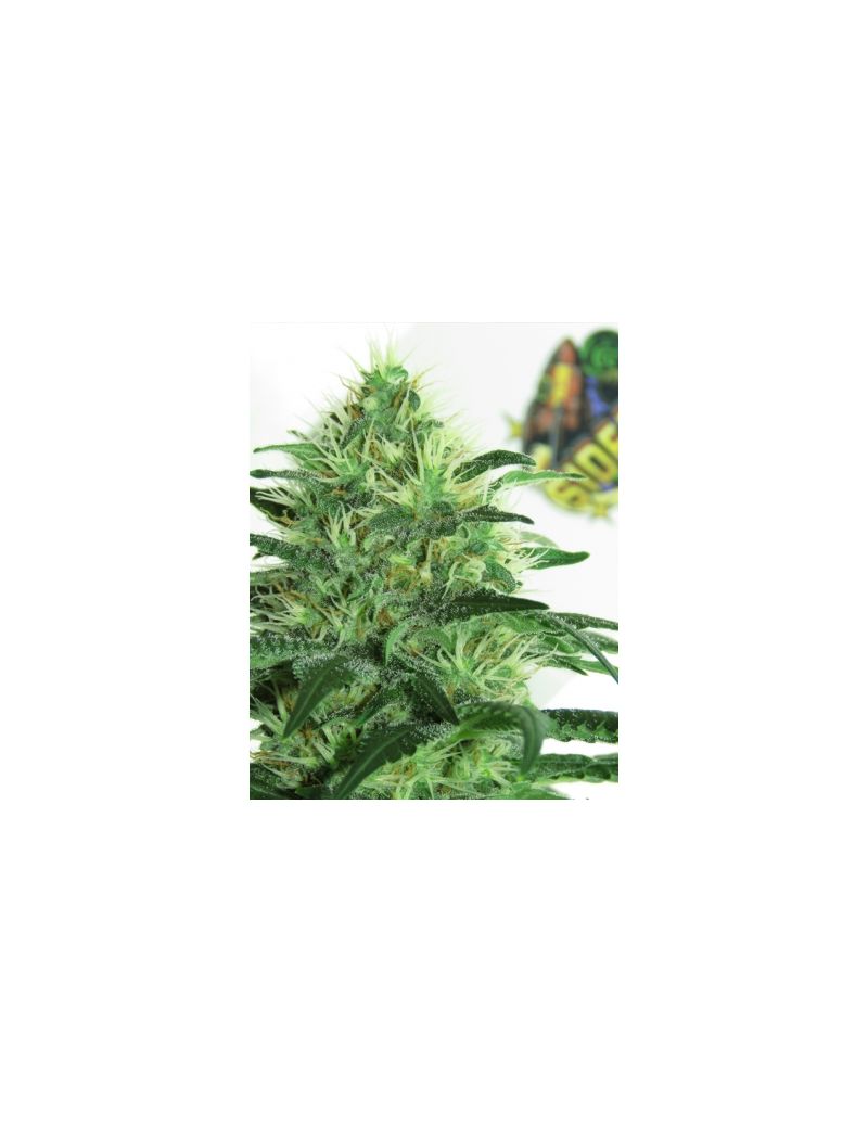 Sideral, Фасовка: 5