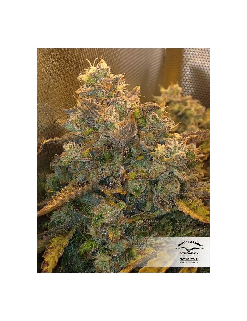 Think Different, Фасовка: 3, изображение 7