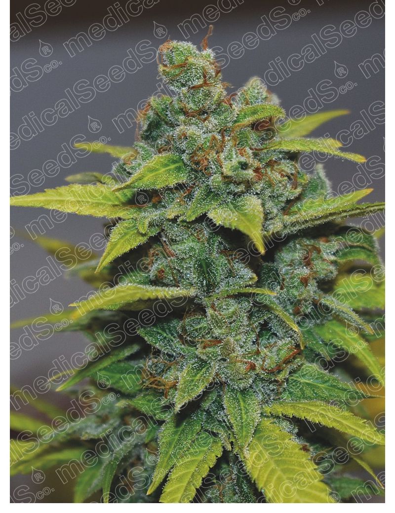 Banana Zkittlez, Фасовка: 3