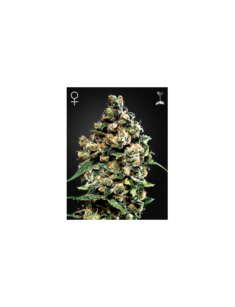 Jack Herer, Фасовка: 5+1