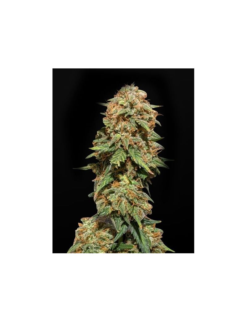 Auto Crystal Candy XL, Фасовка: 5, изображение 4