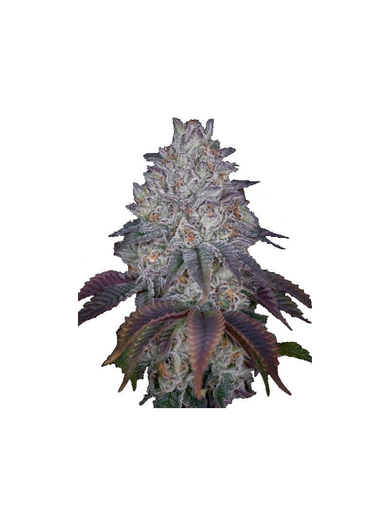 King’s Tart, Фасовка: 3