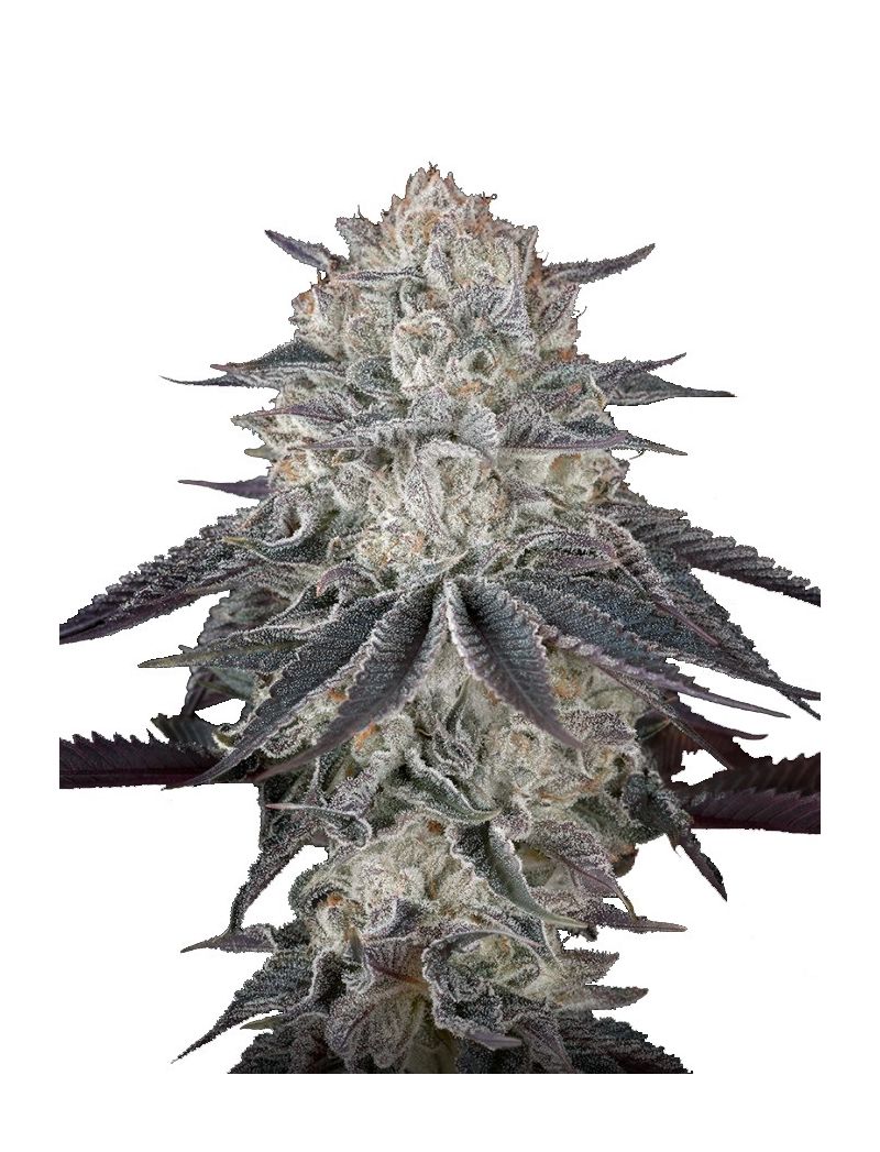 Fullgas!, Фасовка: 3