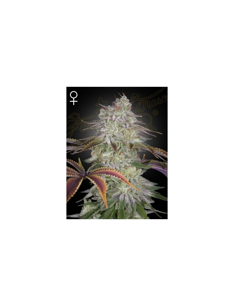 Alienz, Фасовка: 3