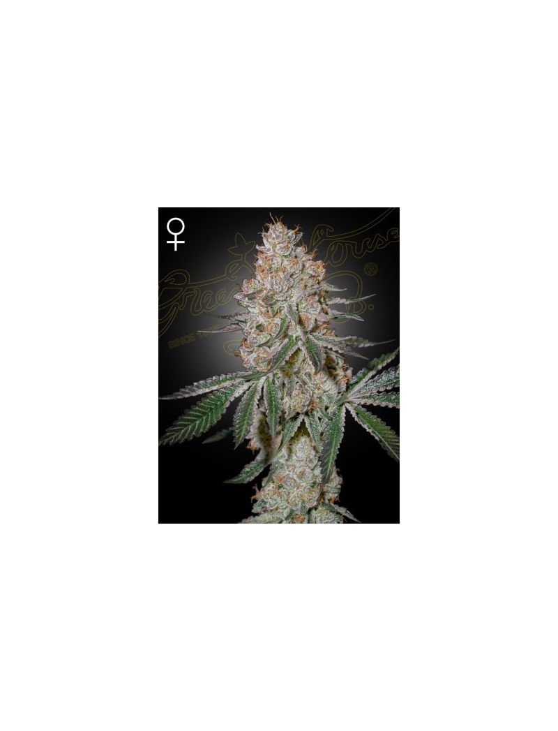 Highcloudz, Фасовка: 3