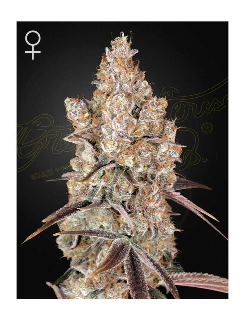 Holy Snow, Фасовка: 3