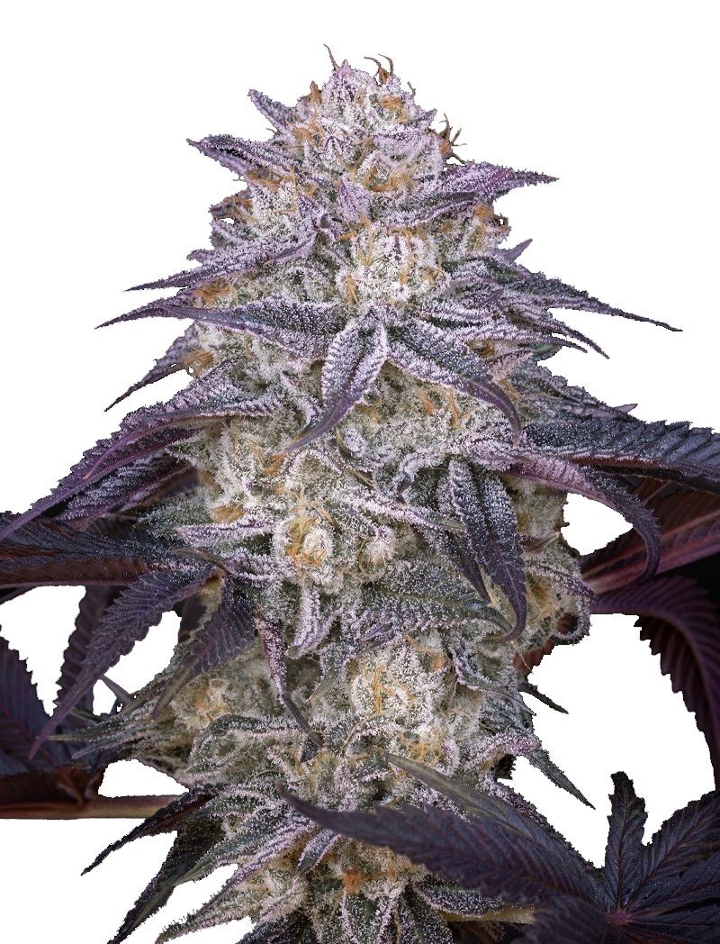 King's Juice Auto, Фасовка: 5