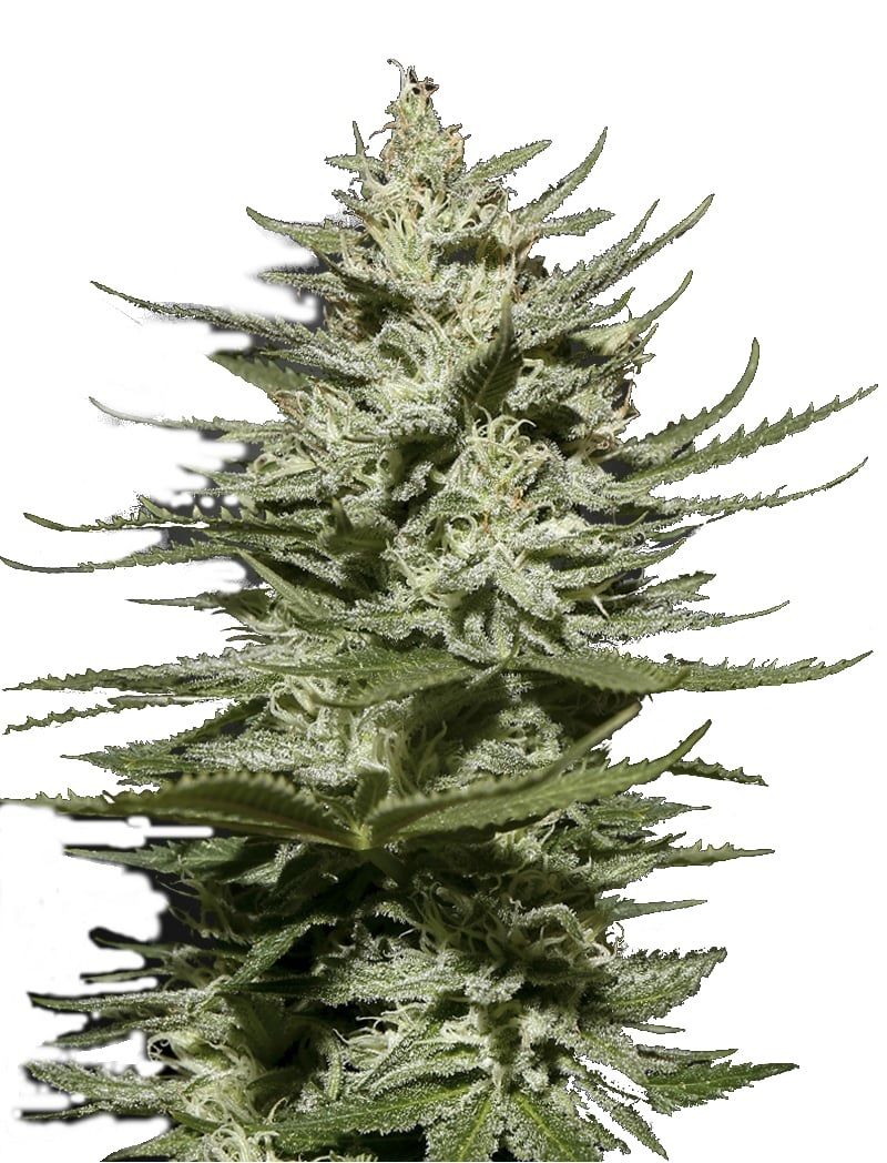 The Church CBD, Фасовка: 3