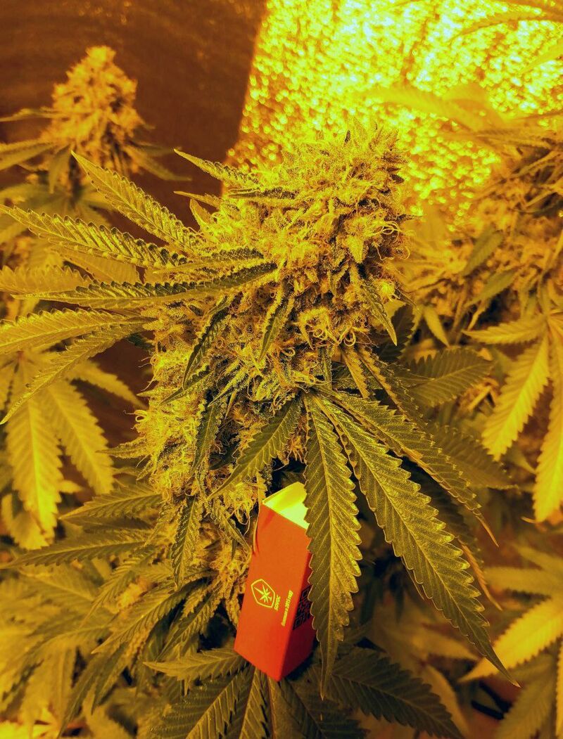 Biscotti, Фасовка: 3