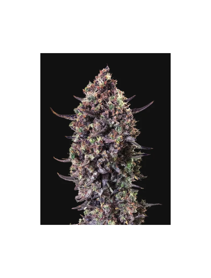 Punch Gelato #33 Auto, Фасовка: 10